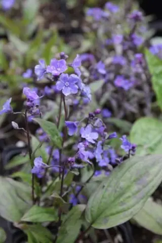 Omphalodes cappadocica 'Cherry Ingram'