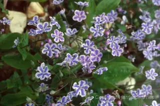 Omphalodes cappadocica 'Starry Eyes'