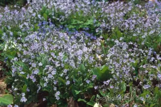 Omphalodes cappadocica 'Starry Eyes'
