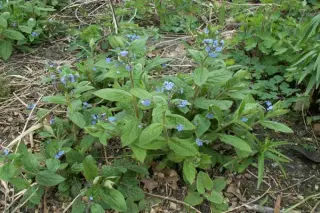 Omphalodes nitida