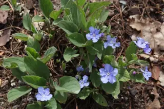 Omphalodes runemarkii 'Blue Eyes'