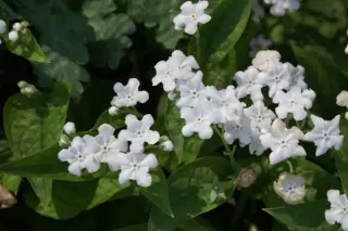 Omphalodes verna 'Alba'