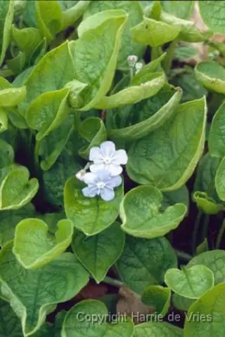 Omphalodes verna 'Elfenauge'