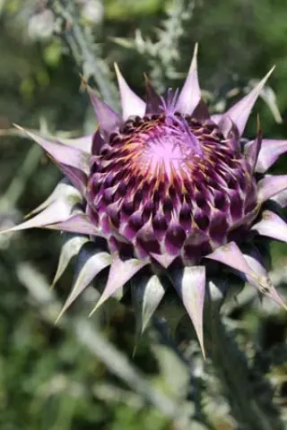 Onopordum myriacanthum