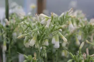 Onosma nanum