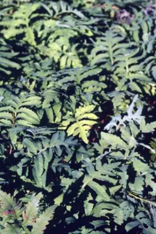 Onoclea sensibilis