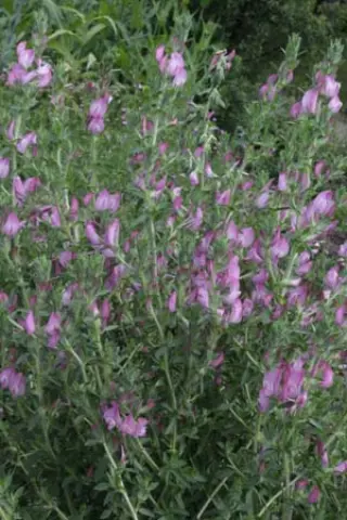 Ononis spinosa