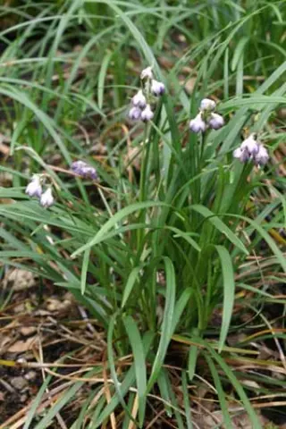 Ophiopogon bodinieri B&L12505