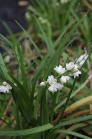Ophiopogon jaburan