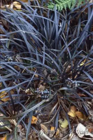 Ophiopogon planiscapis 'Nigrescens'