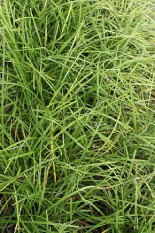 Ophiopogon wallichianus