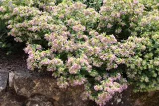 Origanum 'Dingle Fairy'