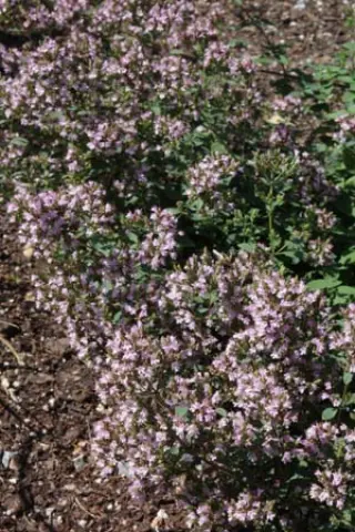 Origanum 'Herrenhausen'