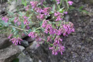 Origanum laevigatum 'Pilgrim'