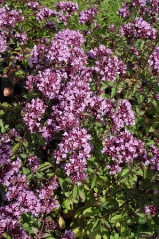 Origanum 'Rosenkuppel'