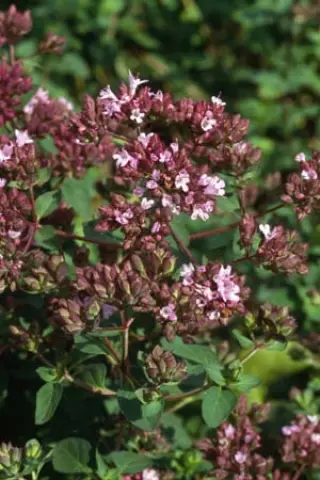 Origanum 'Rotkugel'