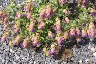 Origanum scabrum pulchrum