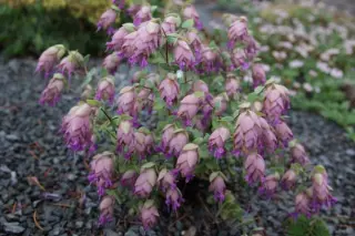 Origanum scabrum pulchrum