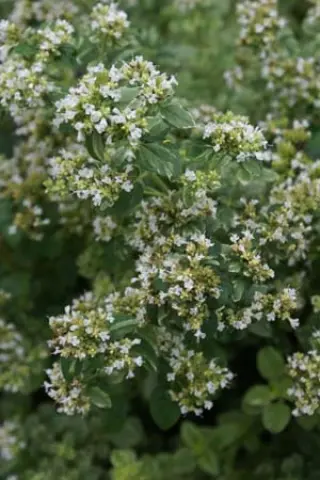 Origanum vulgare 'Polyphant'