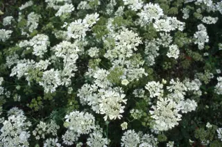Orlaya grandiflora