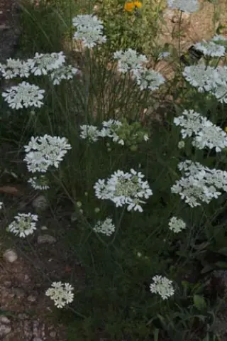 Orlaya grandiflora