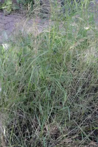 Oryzopsis miliacea