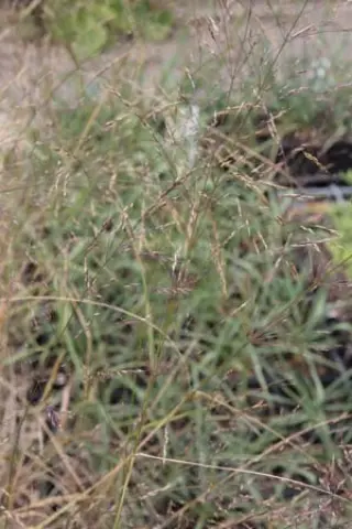 Oryzopsis miliacea