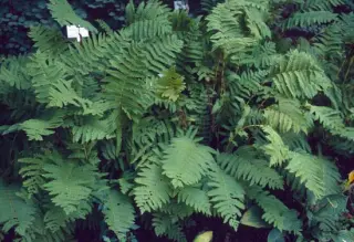 Osmunda claytoniana