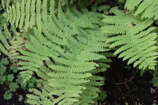 Osmunda claytoniana