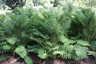 Osmunda claytoniana