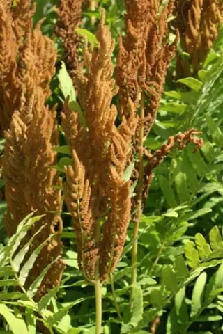 Osmunda regalis