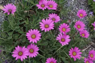 Osteospermum jucundum 'Compactum' (Irish Form)