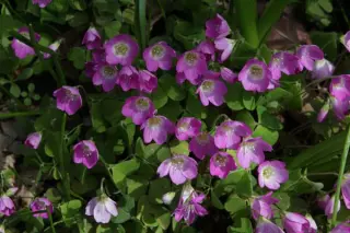 Oxalis acetosella 'Rosea'