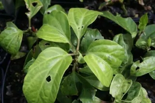 Pachysandra axillaris