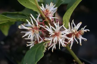 Pachysandra axillaris