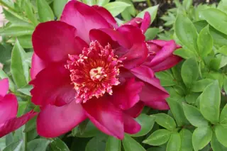 Paeonia 'Barrington Belle'