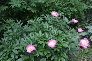 Paeonia 'Bowl Of Beauty'