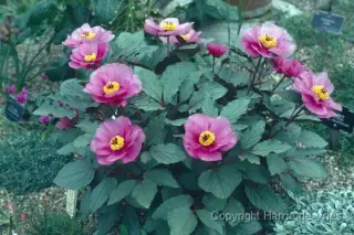 Paeonia cambessedesii