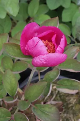 Paeonia caucasica (Halda JJH20709)