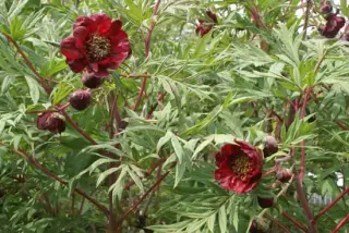 Paeonia delavayi angust. (potaninii)