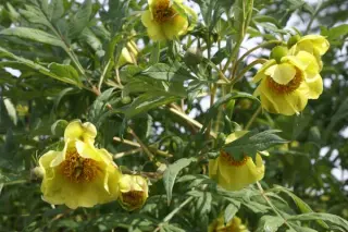 Paeonia delavayi angust. (potaninii)