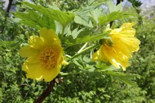 Paeonia delavayi ludlovii (lutea l.)