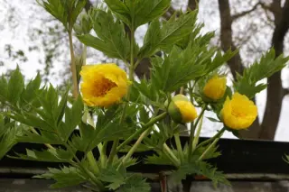 Paeonia delavayi ludlovii (lutea l.)