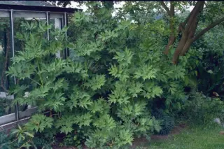 Paeonia delavayi ludlovii (lutea l.)