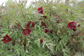 Paeonia delavayi