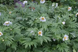 Paeonia emodi