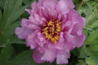 Paeonia 'First Arrival'