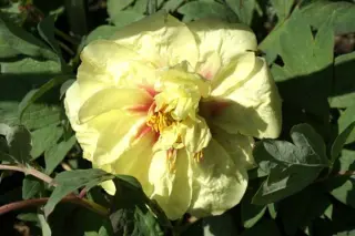 Paeonia 'Itoh Hybr. Yellow Crown'