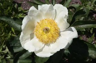 Paeonia 'Lotus Queen'
