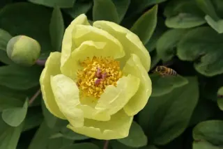 Paeonia mlokosewitschii